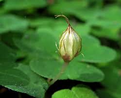Attēlu rezultāti vaicājumam “Oenothera rubricauli bud”