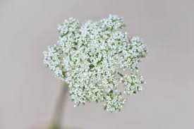 Attēlu rezultāti vaicājumam “Cnidium dubium”