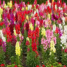 Image result for Antirrhinum majus maximum