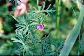 Attēlu rezultāti vaicājumam “Geranium dissectum”