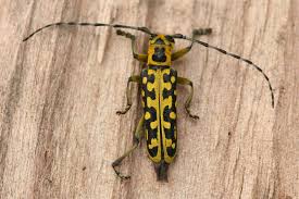 Attēlu rezultāti vaicājumam “Saperda scalaris”