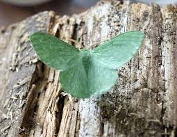 Attēlu rezultāti vaicājumam “Geometra papilionaria”