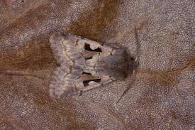 Attēlu rezultāti vaicājumam “Orthosia gothica”