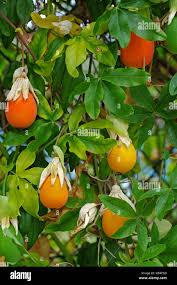 Attēlu rezultāti vaicājumam “Molinia caerulea fruit”