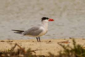 Attēlu rezultāti vaicājumam “Hydroprogne caspia”