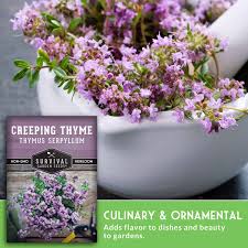 Attēlu rezultāti vaicājumam “Thymus serpyllum flower”