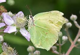 Attēlu rezultāti vaicājumam “Gonepteryx rhamni male”