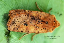 Attēlu rezultāti vaicājumam “Conistra rubiginea”