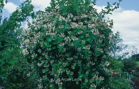 Attēlu rezultāti vaicājumam “Lonicera caprifolium”