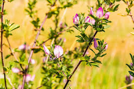 Attēlu rezultāti vaicājumam “Ononis arvensis flower”