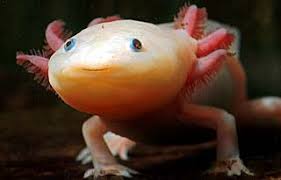 Axolotl Images?q=tbn:ANd9GcRWXIH-23g1v7Vzww8YbmcxTNDNC0PLVOtDMSO8QDeO64qe0TAm