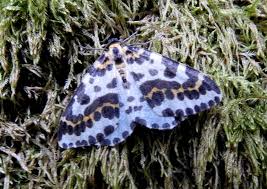 Attēlu rezultāti vaicājumam “Abraxas grossulariata”