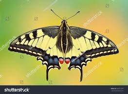 Attēlu rezultāti vaicājumam “Papilio machaon upperside”