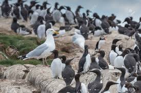 Attēlu rezultāti vaicājumam “Larus argentatus eggs”