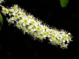 Attēlu rezultāti vaicājumam “Prunus serotina flower”