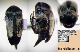 Attēlu rezultāti vaicājumam “Mordella sp.”