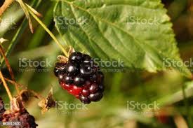 Image result for Rubus sectio