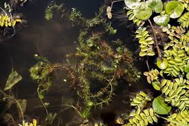 Attēlu rezultāti vaicājumam “Utricularia vulgaris leaf”