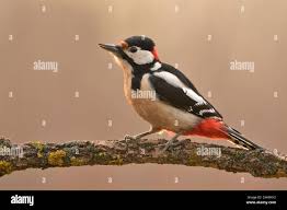Attēlu rezultāti vaicājumam “Dendrocopos major”