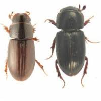 Attēlu rezultāti vaicājumam “Aphodius subterraneus imago”