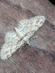 Attēlu rezultāti vaicājumam “Gymnoscelis rufifasciata”