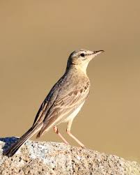 Image result for Anthus campestris