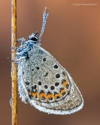 Attēlu rezultāti vaicājumam “Plebejus argus”