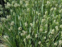 Attēlu rezultāti vaicājumam “Sesleria caerulea flower”