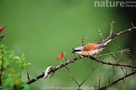 Attēlu rezultāti vaicājumam “Lanius collurio male”