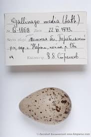 Attēlu rezultāti vaicājumam “Gallinago gallinago eggs”