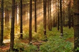 Image result for лес,