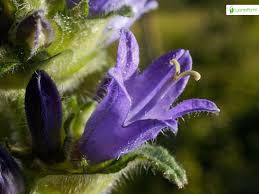 Attēlu rezultāti vaicājumam “Campanula cervicaria flower”