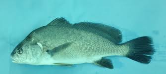 Image result for Aplodinotus grunniens