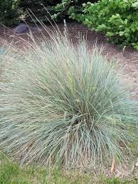 Attēlu rezultāti vaicājumam “Helictotrichon pratense”