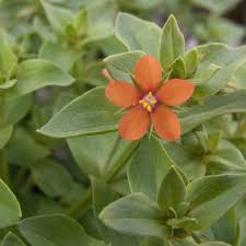 Image result for Anagallis arvensis