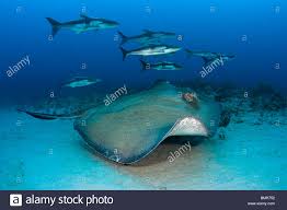 Image result for Bathytoshia centroura