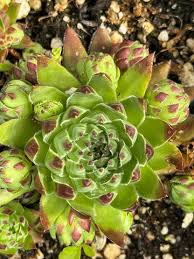 Attēlu rezultāti vaicājumam “Jovibarba globifera bud”