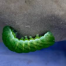 Attēlu rezultāti vaicājumam “Euplexia lucipara”