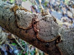 Attēlu rezultāti vaicājumam “Datronia mollis”