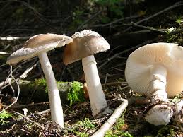 Attēlu rezultāti vaicājumam “Amanita excelsa”