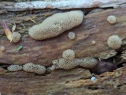 Attēlu rezultāti vaicājumam “Ceratiomyxa fruticulosa sessile”