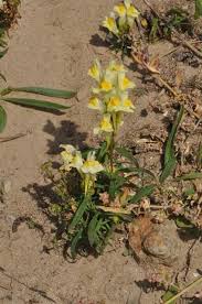 Attēlu rezultāti vaicājumam “Linaria vulgaris”