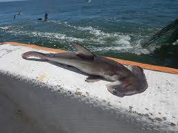 Image result for Sphyrna zygaena