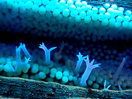 Attēlu rezultāti vaicājumam “Lamproderma arcyrioides stalked”