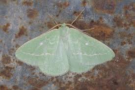 Attēlu rezultāti vaicājumam “Thetidia smaragdaria”