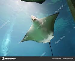 Image result for Rhinoptera bonasus