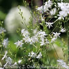 Attēlu rezultāti vaicājumam “Anthericum ramosum”