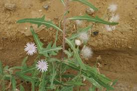 Attēlu rezultāti vaicājumam “Lactuca tatarica”