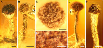 Attēlu rezultāti vaicājumam “Calicium adspersum”