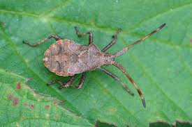 Attēlu rezultāti vaicājumam “Coreus marginatus nymph”